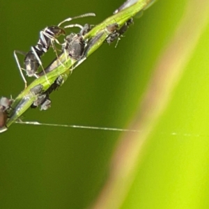 Iridomyrmex sp. (genus) at Elanora, QLD - 9 Jun 2024 02:49 PM