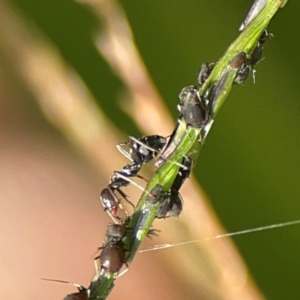 Aphididae (family) at Elanora, QLD - 9 Jun 2024 02:49 PM
