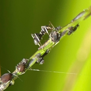 Aphididae (family) at Elanora, QLD - 9 Jun 2024 02:49 PM
