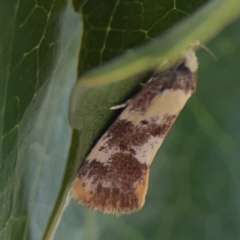Eulechria marmorata (A Concealer moth (Eulechria group)) at Elanora, QLD - 9 Jun 2024 by Hejor1