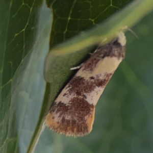 Eulechria marmorata at Elanora, QLD - 9 Jun 2024