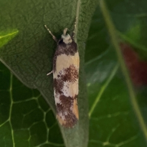 Eulechria marmorata at Elanora, QLD - 9 Jun 2024