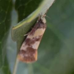 Eulechria marmorata at Elanora, QLD - 9 Jun 2024