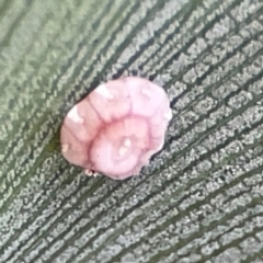 Ceroplastes rubens at Elanora, QLD - 9 Jun 2024 02:46 PM