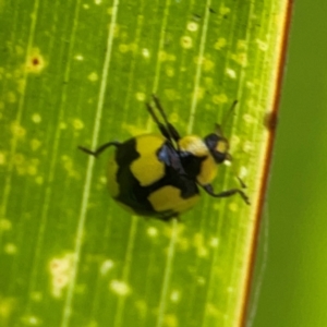 Illeis galbula at Elanora, QLD - 9 Jun 2024