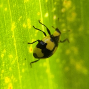 Illeis galbula at Elanora, QLD - 9 Jun 2024