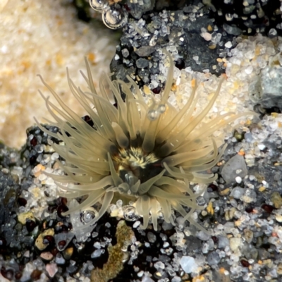 Anthopleura sp. at Currumbin, QLD - 9 Jun 2024 by Hejor1