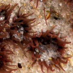 Actinia tenebrosa at Currumbin, QLD - 9 Jun 2024 by Hejor1