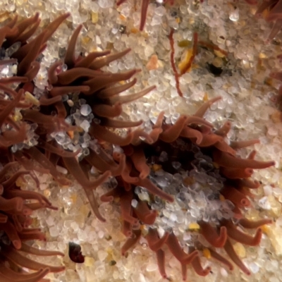 Actinia tenebrosa at Currumbin, QLD - 9 Jun 2024 by Hejor1