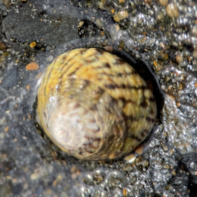 Bembicium nanum at Currumbin, QLD - 9 Jun 2024 by Hejor1