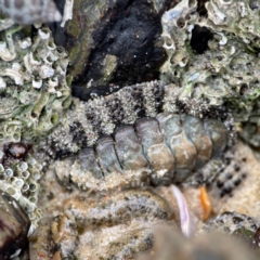 Chiton sp. at suppressed - 9 Jun 2024 by Hejor1