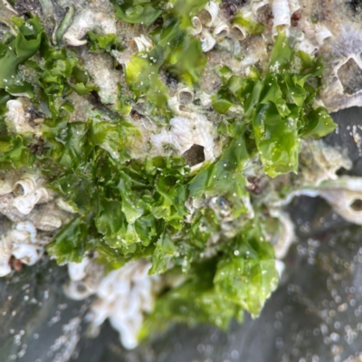 Ulva lactuca at Currumbin, QLD - 9 Jun 2024 by Hejor1