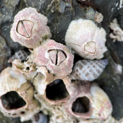 Tesseropora rosea at Currumbin, QLD - 9 Jun 2024 by Hejor1