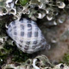 Tenguella marginalba at Currumbin, QLD - 9 Jun 2024 by Hejor1