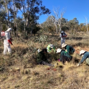 Nassella trichotoma at Mount Majura - 10 Jun 2024