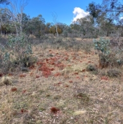 Nassella trichotoma at Mount Majura - 10 Jun 2024