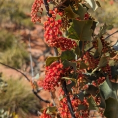 Grevillea wickhamii (Holly-leaved Grevillea, Wickham's Grevillea) at Newhaven Wildlife Sanctuary - 23 May 2024 by Darcy