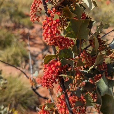 Grevillea wickhamii (Holly-leaved Grevillea, Wickham's Grevillea) at Chilla Well, NT - 23 May 2024 by Darcy