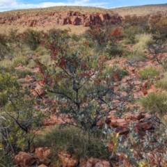 Grevillea wickhamii at Chilla Well, NT - 23 May 2024