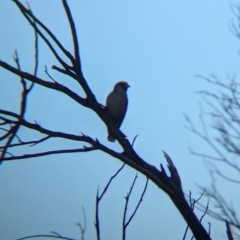 Artamus cinereus (Black-faced Woodswallow) at Newhaven Wildlife Sanctuary - 23 May 2024 by Darcy