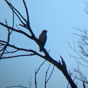 Artamus cinereus at Chilla Well, NT - 23 May 2024