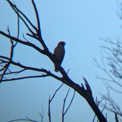 Artamus cinereus (Black-faced Woodswallow) at Chilla Well, NT - 23 May 2024 by Darcy