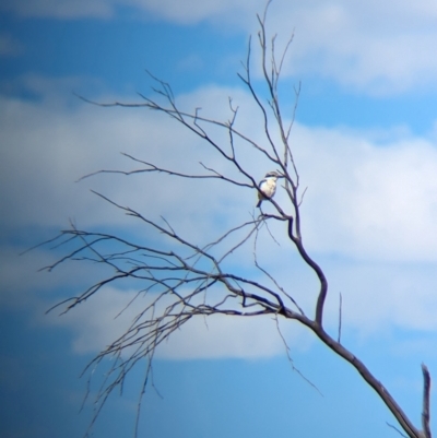 Todiramphus pyrrhopygius (Red-backed Kingfisher) at Chilla Well, NT - 23 May 2024 by Darcy