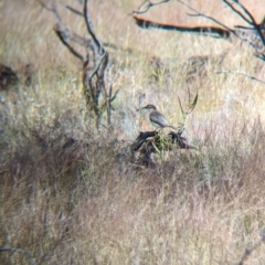 Lalage tricolor (White-winged Triller) at Chilla Well, NT - 23 May 2024 by Darcy