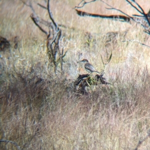 Lalage tricolor at Chilla Well, NT - 23 May 2024 01:50 PM