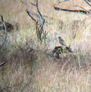 Lalage tricolor at Chilla Well, NT - 23 May 2024 01:50 PM