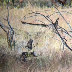 Lalage tricolor at Chilla Well, NT - 23 May 2024 01:50 PM