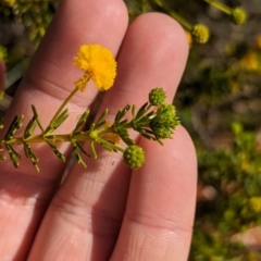 Acacia spondylophylla (Curry Wattle, Spine-leaf Wattle) at Newhaven Wildlife Sanctuary - 23 May 2024 by Darcy