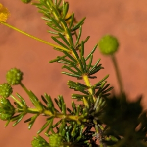 Acacia spondylophylla at Chilla Well, NT - 23 May 2024