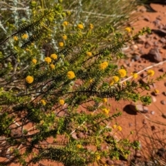 Acacia spondylophylla at Chilla Well, NT - 23 May 2024