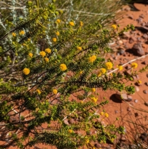 Acacia spondylophylla at Chilla Well, NT - 23 May 2024