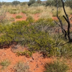 Acacia spondylophylla at Chilla Well, NT - 23 May 2024