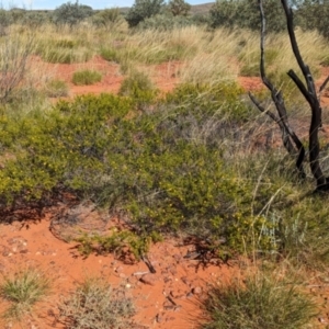 Acacia spondylophylla at Chilla Well, NT - 23 May 2024