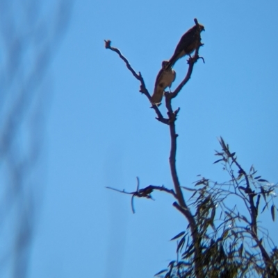 Falco berigora (Brown Falcon) at Lake Mackay, NT - 23 May 2024 by Darcy