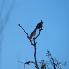 Falco berigora at Lake Mackay, NT - 23 May 2024