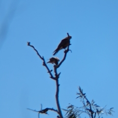 Falco berigora at Lake Mackay, NT - 23 May 2024