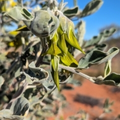 Crotalaria cunninghamii (Birdflower) at Lake Mackay, NT - 23 May 2024 by Darcy