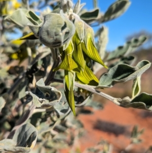 Crotalaria cunninghamii at Lake Mackay, NT - 23 May 2024