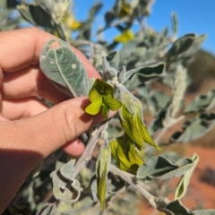 Crotalaria cunninghamii at Lake Mackay, NT - 23 May 2024 03:53 PM