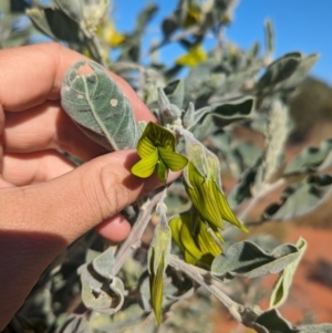 Crotalaria cunninghamii at Lake Mackay, NT - 23 May 2024