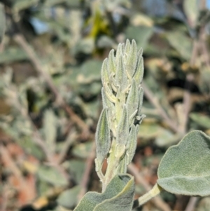 Crotalaria cunninghamii at Lake Mackay, NT - 23 May 2024 03:53 PM