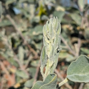 Crotalaria cunninghamii at Lake Mackay, NT - 23 May 2024