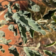 Crotalaria cunninghamii at Lake Mackay, NT - 23 May 2024