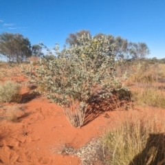 Crotalaria cunninghamii at Lake Mackay, NT - 23 May 2024