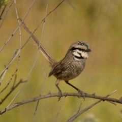 Amytornis barbatus barbatus (Grey Grasswren) at Narriearra Caryapundy Swamp National Park - 16 Sep 2020 by MichaelBedingfield