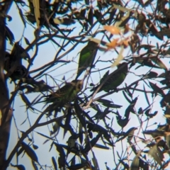 Melopsittacus undulatus (Budgerigar) at Newhaven Wildlife Sanctuary - 23 May 2024 by Darcy